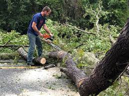 Best Tree Maintenance Programs  in Tucson Estates, AZ