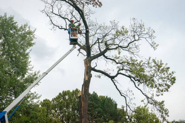 How Our Tree Care Process Works  in  Tucson Estates, AZ